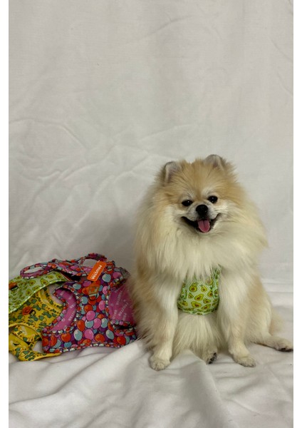 Köpek Göğüs Tasması modelleri