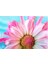 Pembe Papatya 50X70 Kanvas Tablo 2