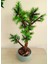Yapay Bonsai Ağacı 50 cm Boyjapon Çam Ağacı Minyatür Bonzai Ağaç Çiçek 1