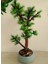 Yapay Bonsai Ağacı 50 cm Boyjapon Çam Ağacı Minyatür Bonzai Ağaç Çiçek 2