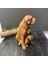 Çift 2 Yavrulu Dekoratif Retriever Köpek 1