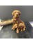 Çift 2 Yavrulu Dekoratif Retriever Köpek 2