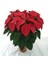 Poinsettia / Atatürk Çiçeği 50-60 cm 1