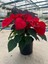 Bitkim Sende Ponsetya (Poinsettia) Atatürk Çiçeği Kırmızı Yapraklı Bitki Çiçek 35 cm 2