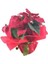 Atatürk Çiçeği Ponsetya Poinsettia & Kırmızı Sarım Saksıda Canlı Çiçek 1