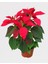 Atatürk Çiçeği Poinsetya 35 cm Ofis Bitkisi 1