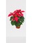 Atatürk Çiçeği Poinsetya 35 cm Ofis Bitkisi 2