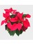 Atatürk Çiçeği Poinsetya 35 cm Ofis Bitkisi 3