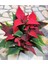 Atatürk Çiçegi Bitkis (Poinsettia) 1