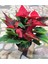 Atatürk Çiçegi Bitkis (Poinsettia) 3