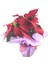 Atatürk Çiçeği Ponsetya Poinsettia & Pembe Sarım Kırmızı Kurdele Saksıda Canlı 1