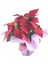 Atatürk Çiçeği Ponsetya Poinsettia & Pembe Sarım Kırmızı Kurdele Saksıda Canlı 3