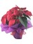 Atatürk Çiçeği Ponsetya Poinsettia Canlı 1