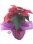 Atatürk Çiçeği Ponsetya Poinsettia Canlı 2