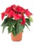 Atatürk Çiçeği (Poinsettia) 1