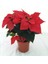 Poinsettia / Atatürk Çiçeği 30-40 cm 1