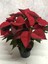 Atatürk Çiçeği Kırmızı 1
