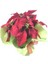Atatürk Çiçeği Ponsetya Poinsettia Saksıda Lik Canlı Çiçek 3