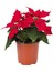 Euphorbia Pulcherrima Atatürk Çiçeği, Ponsetya 20/30 cm Orta Boy 1