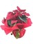Atatürk Çiçeği Ponsetya Poinsettia & Kırmızı Sarım Saksıda Canlı 3