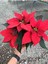Ponsetya Atatürk Çiçeği Kırmızı Yapraklı Bitki Çiçek Poinsettia 3