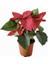 Atatürk Çiçeği (Ponsettia) 1