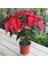 Saksılı Xl Atatürk (Ponsetya) Çiçeği Ofis Bitkisi 1
