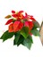 Atatürk Çiçeği Poinsettia 3