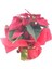 Atatürk Çiçeği Ponsetya Poinsettia & Kırmızı Sarım Saksıda Canlı Çiçek 2