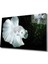 Beyaz Balık Cam Tablo White Fish 1