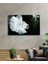 Beyaz Balık Cam Tablo White Fish 2