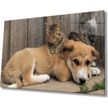 Miray Life Kedi Köpek Cam Tablo