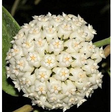 Antalya Tropikal Hoya India Iml 1598 - Kokulu Mum Çiçeği 10-20 cm Boyda Mini Saksıda Köklü Güçlü Sürgünlü (KOD:NEW38C)