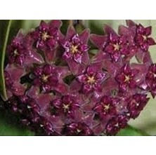 Antalya Tropikal Hoya Purpureo Fusca - Kokulu Mum Çiçeği 20-40 cm boyda, Toprak Da Köklü ve Sürgünlü (KOD:NEW54A)