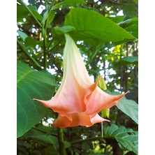 Morlalem Yoğun Kokulu Kırmızı Renkli Çiçek Fidanı, Melek Borazanı, Borusu Brugmansia Angels Trumpet