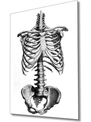 Miray Life Insan Kemikleri Cam Tablo Human Bones