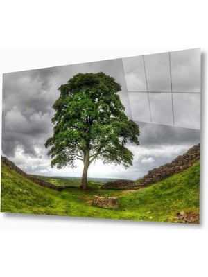 Miray Life Doğa Cam Tablo