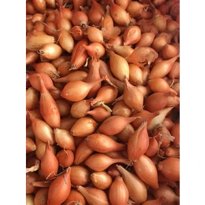 Karahasanoğlu Tarım Yerli Arpacik Soğan 2 Numara (1 Kg)