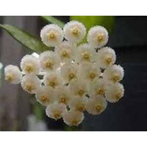 Antalya Tropikal Hoya Lagunosa - Yasemin Kokulu Mum Çiçeği 10-20 cm Boyda Mini Saksıda Köklü Güçlü Sürgünlü (KOD:NEW42C)