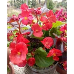 Şeker Begonyası Kırmızı 15-25 cm