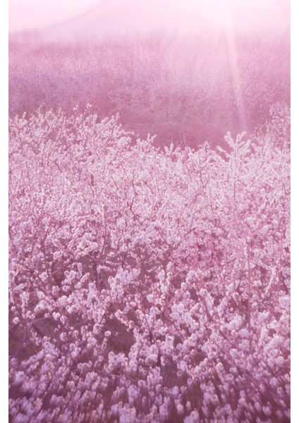 Dream Dusk - EDP 100 ml Kadın Parfüm - Luxury Fragrance Koleksiyonu