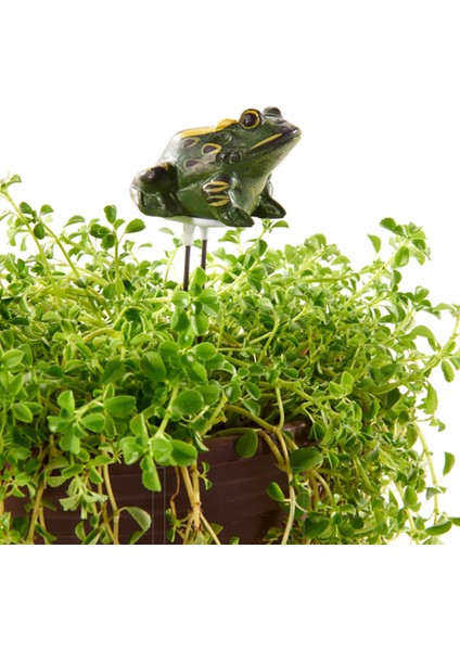 Reçine Kurbağa Toprak Nem Ölçer Nem Test Cihazı Sensörü Kapalı Bonsai Çiftliği Sulama Hatırlatma Bahçe Higrometre (Yurt Dışından) fiyatları