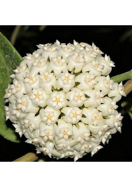 Antalya Tropikal Hoya India Iml 1598 - Kokulu Mum Çiçeği 10-20 cm Boyda Mini Saksıda Köklü Güçlü Sürgünlü (KOD:NEW38C)