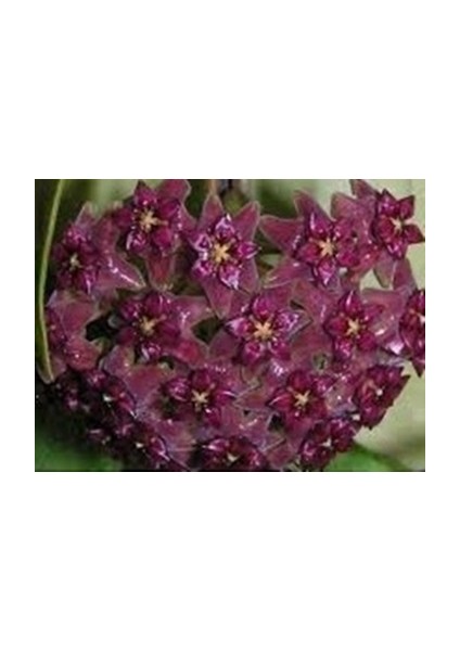 Antalya Tropikal Hoya Purpureo Fusca - Kokulu Mum Çiçeği 20-40 cm boyda, Toprak Da Köklü ve Sürgünlü (KOD:NEW54A)