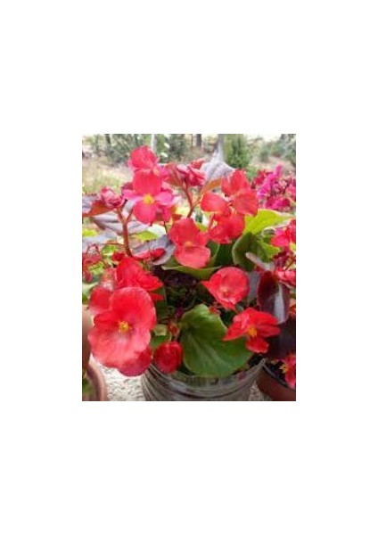 Şeker Begonyası Kırmızı 15-25 cm