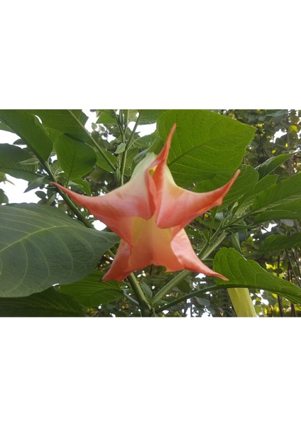 Yoğun Kokulu Kırmızı Renkli Çiçek Fidanı, Melek Borazanı, Borusu Brugmansia Angels Trumpet