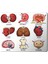 Organlar Vücut Organları Kalp Beyin Kemik Böbrek Baskılı Mouse Pad Mousepad 1