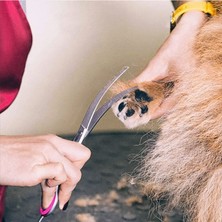 Cloud Senlinli 6 Inç Pet Bakım Köpek Saç Makas Seti (Yurt Dışından)