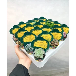 Retro Çiçekçilik 20 Adet Öğretmenler Günü Özel Etiketli Karışık Sukulent Set