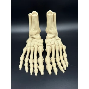 KemX3D Anatomi Iskeletmodel Ayak